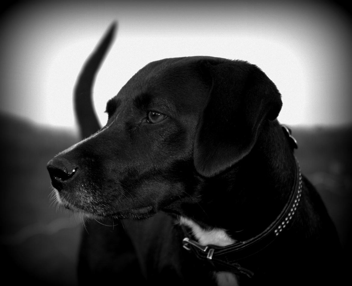 Blanding af racer Lucas - Jaa, ser godt ud ikk ;] billede 15