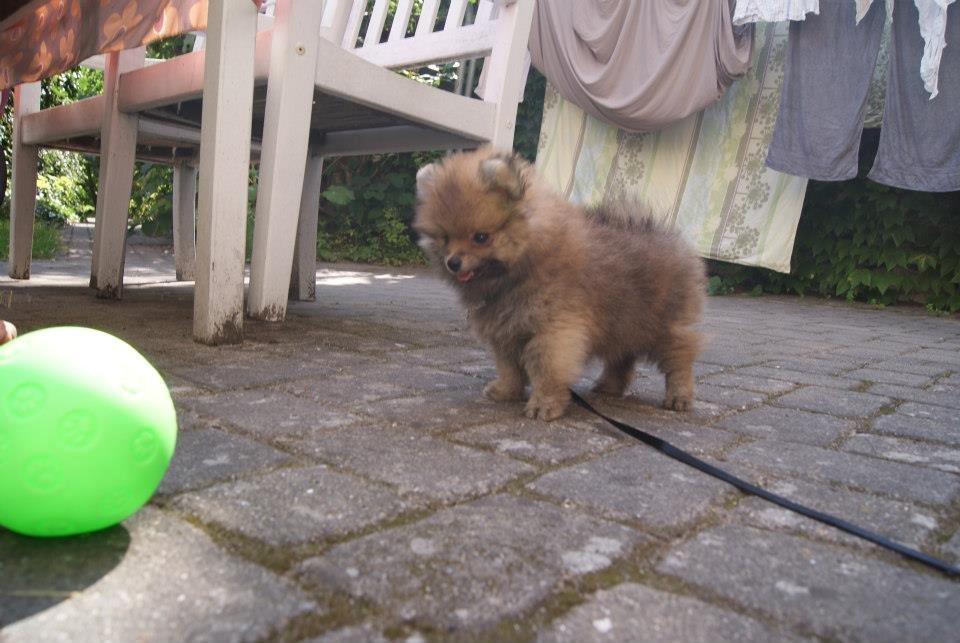 Pomeranian Pomdane's Barske Hubert billede 3