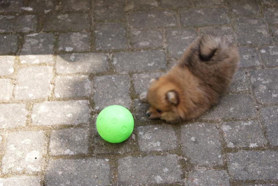 Pomeranian Pomdane's Barske Hubert billede 4