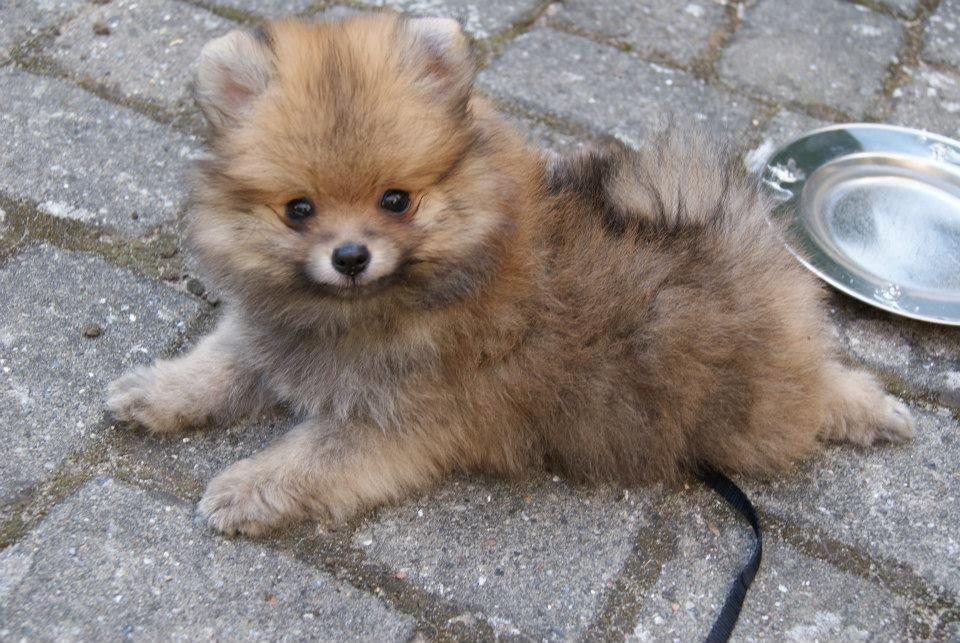 Pomeranian Pomdane's Barske Hubert billede 2