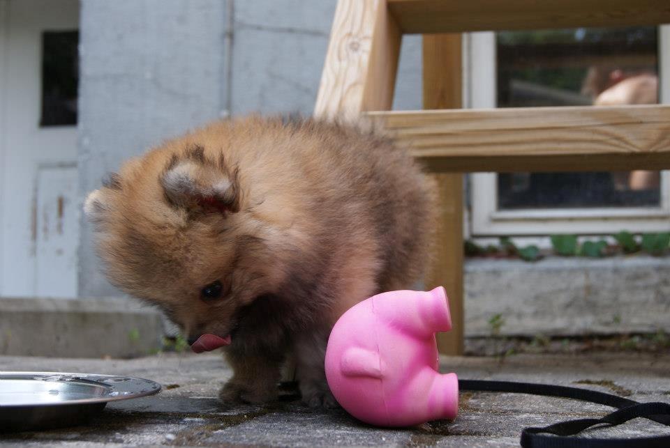Pomeranian Pomdane's Barske Hubert billede 5