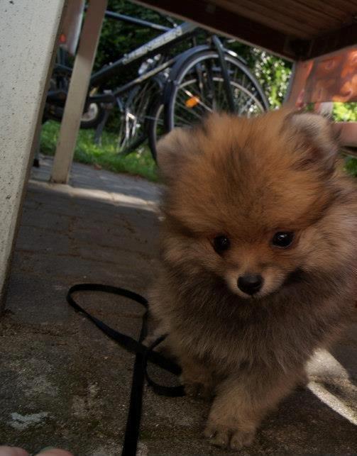 Pomeranian Pomdane's Barske Hubert billede 6