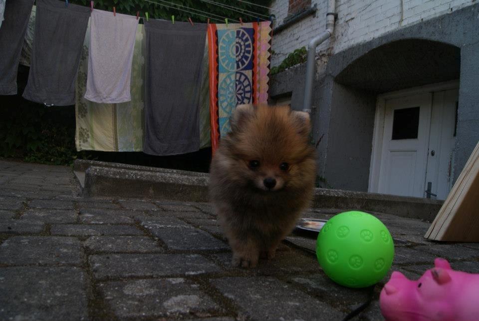 Pomeranian Pomdane's Barske Hubert billede 7