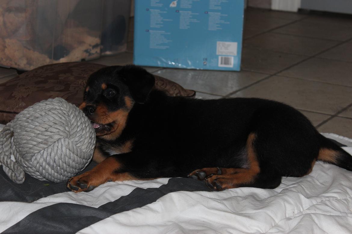 Rottweiler bellis billede 1