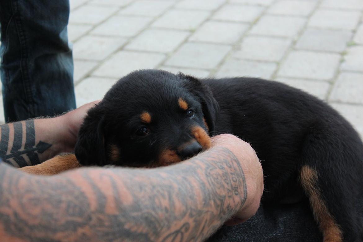 Rottweiler bellis billede 3