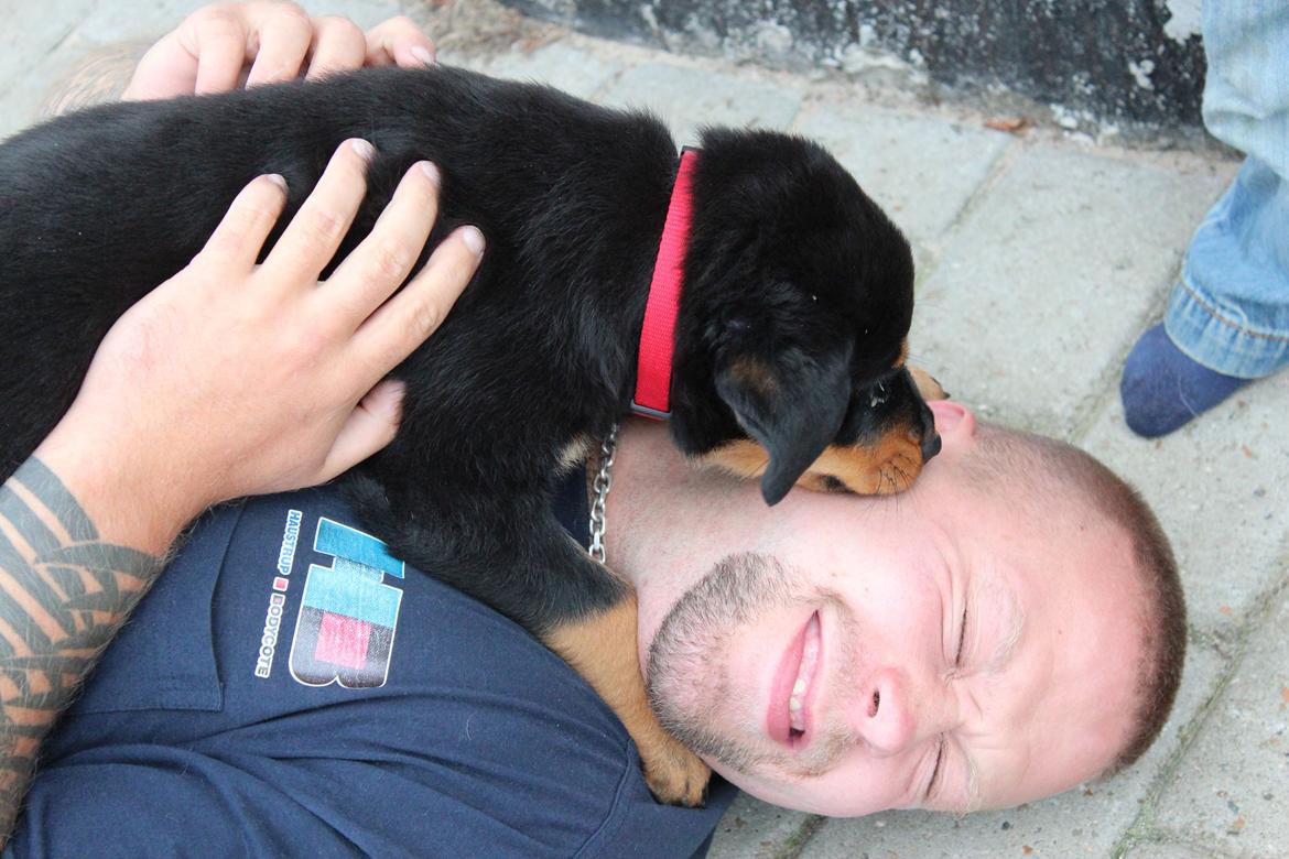 Rottweiler bellis billede 6