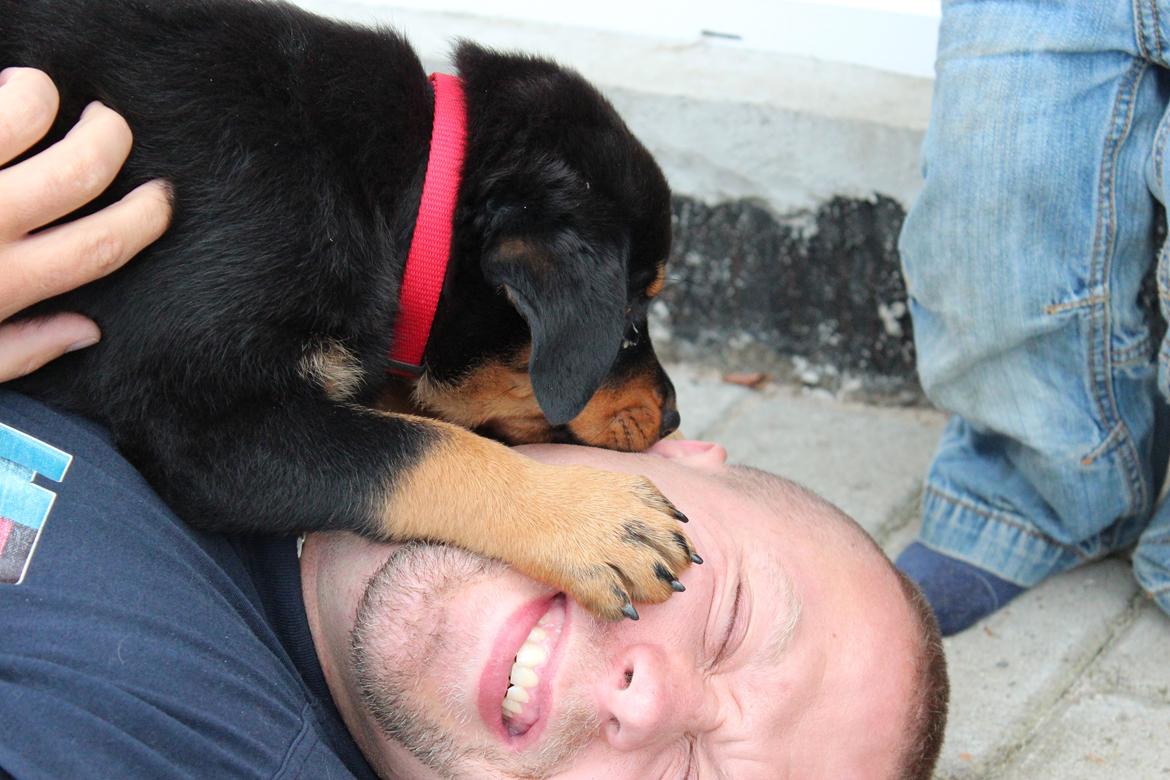 Rottweiler bellis billede 7