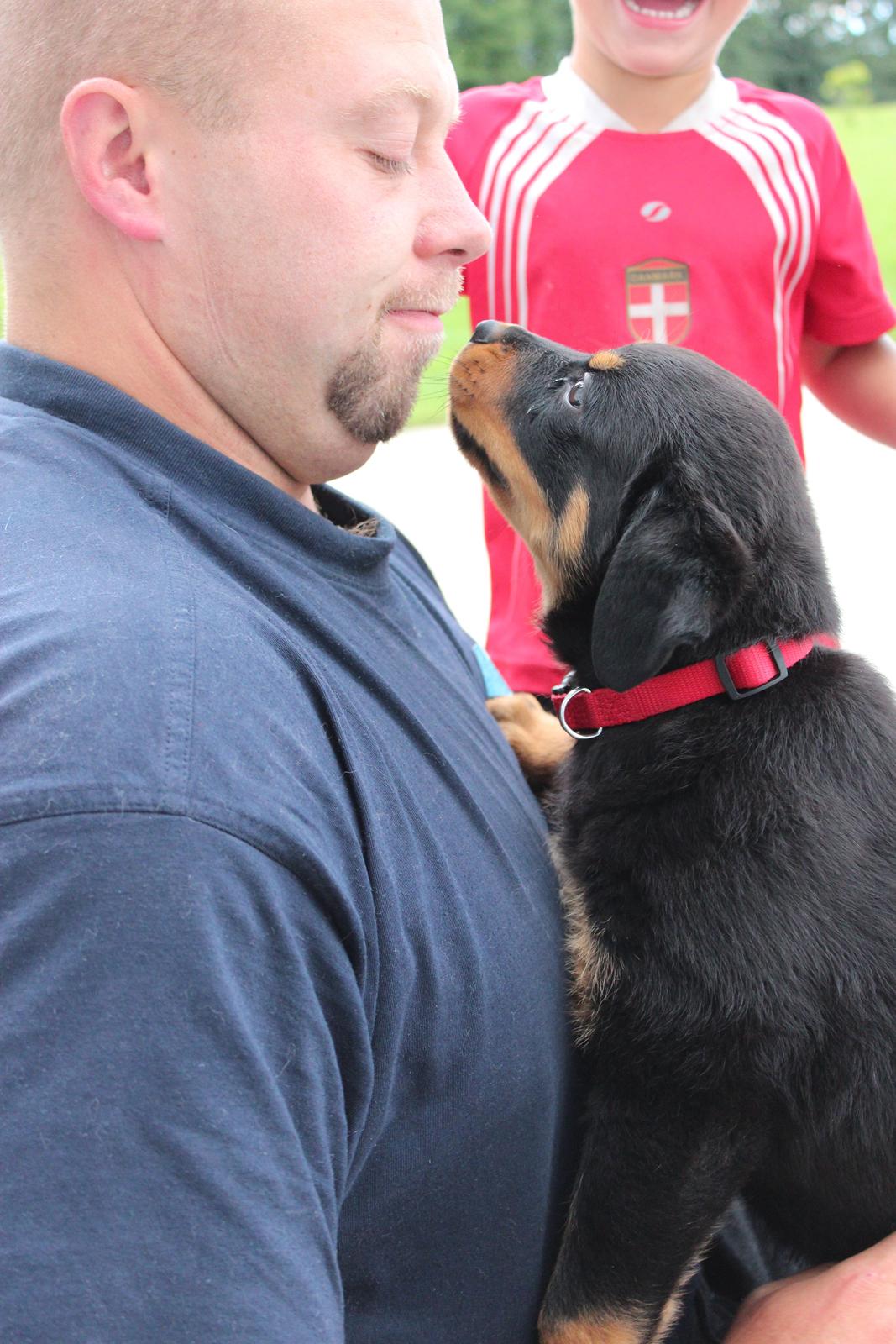 Rottweiler bellis billede 8