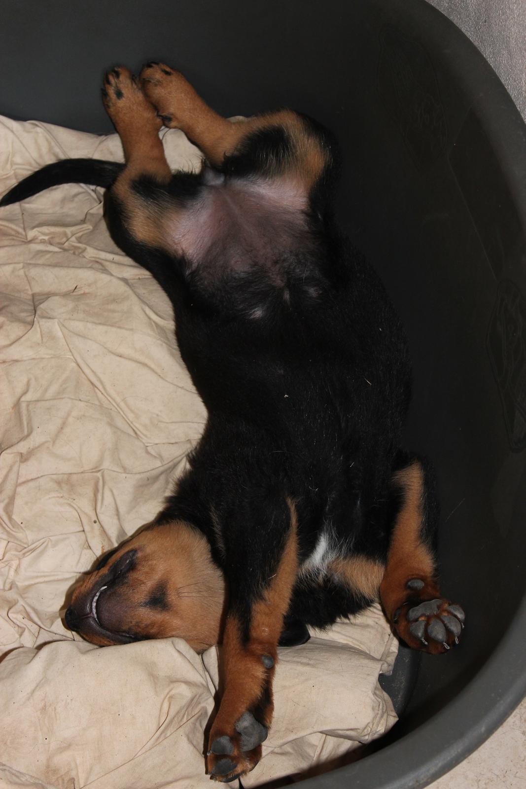 Rottweiler bellis - er der plads til at fylde så skal der fyldes billede 13