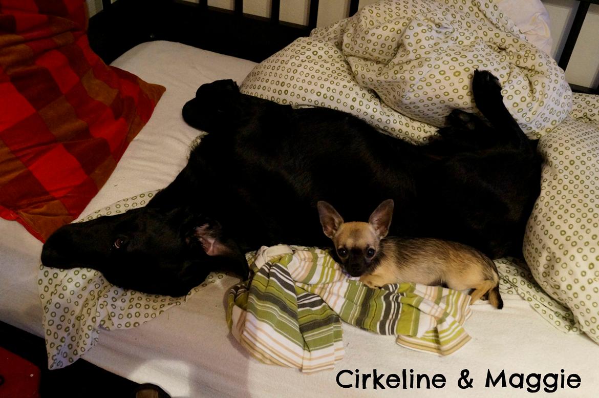 Labrador retriever Maggie - Fordi mine hunde elsker min seng xD billede 6