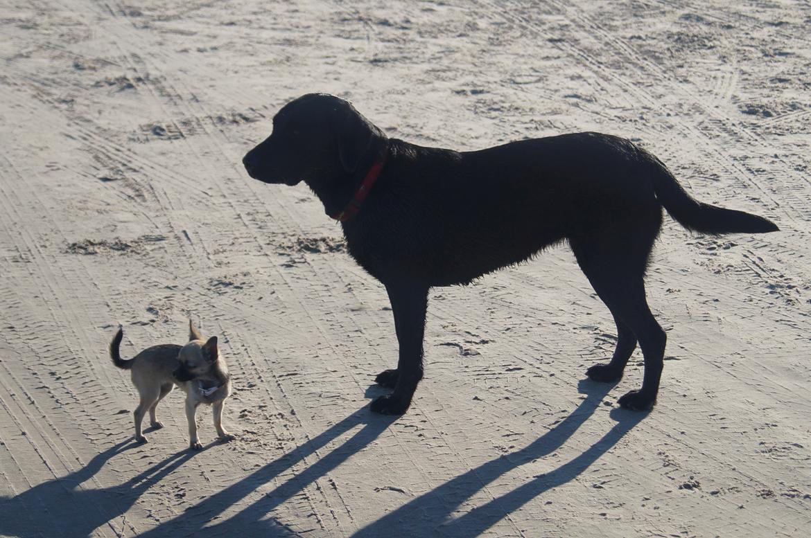 Labrador retriever Maggie - Maggie og Cirkeline på stranden :-) billede 7