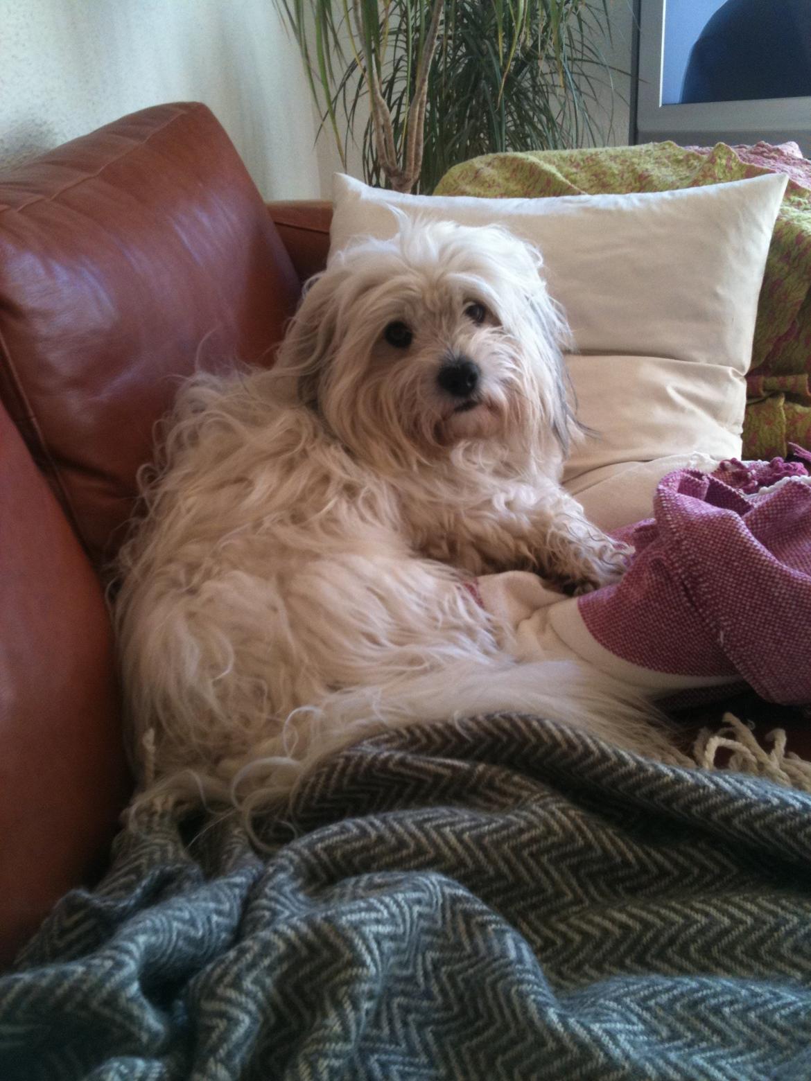 Coton de tulear Ziggy billede 4