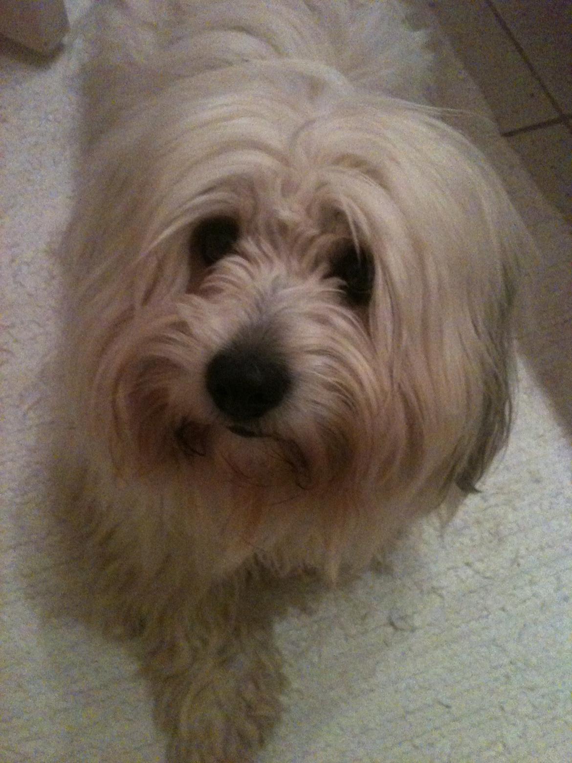 Coton de tulear Ziggy billede 7