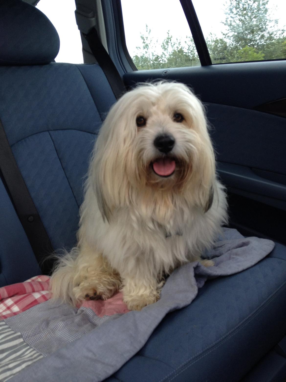 Coton de tulear Ziggy billede 8