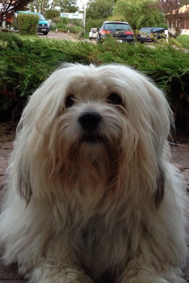 Coton de tulear Ziggy - Velkommen til min profil! billede 3