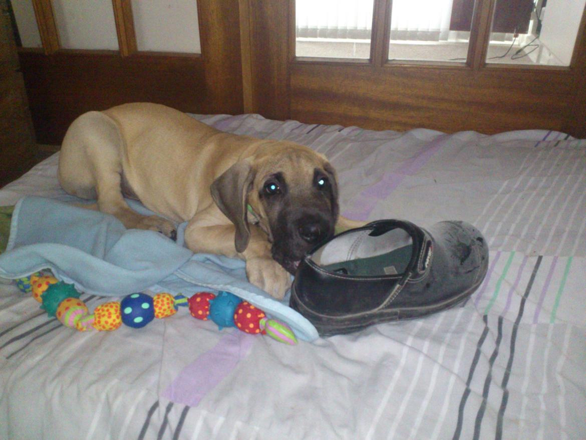 Grand danois The King and I prince Alain  -  Loke - Den lå altså bare og flød på gulvet....  ;) billede 6