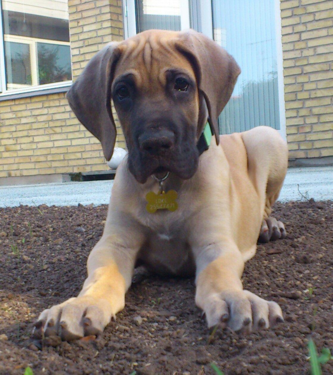 Grand danois The King and I prince Alain  -  Loke billede 7