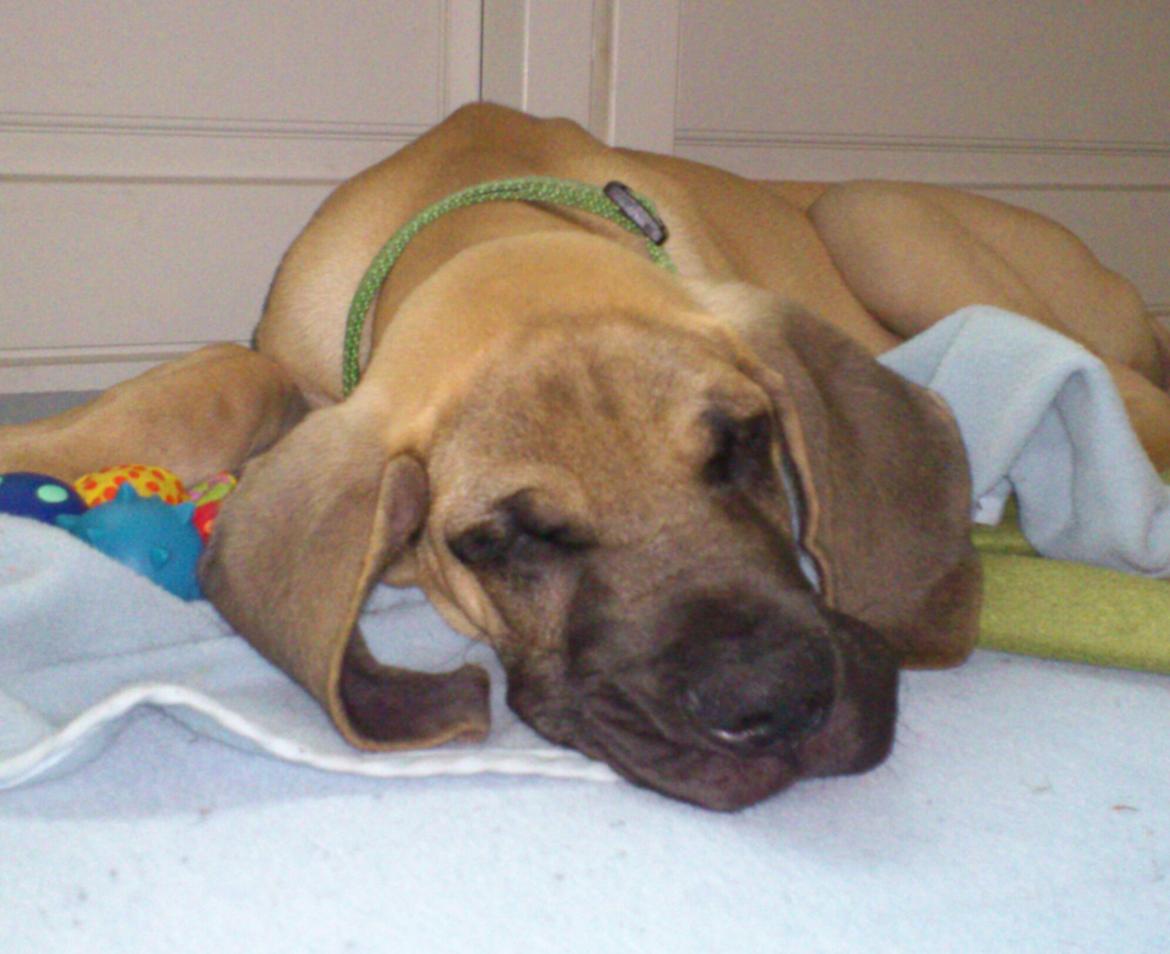 Grand danois The King and I prince Alain  -  Loke - Der skal soves en del for at have energi til at vokse med ca 2 kg om ugen :) billede 8