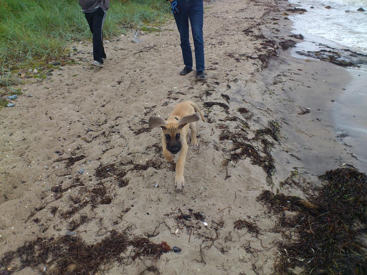 Grand danois The King and I prince Alain  -  Loke - Flyv Dumbo - flyv! billede 9