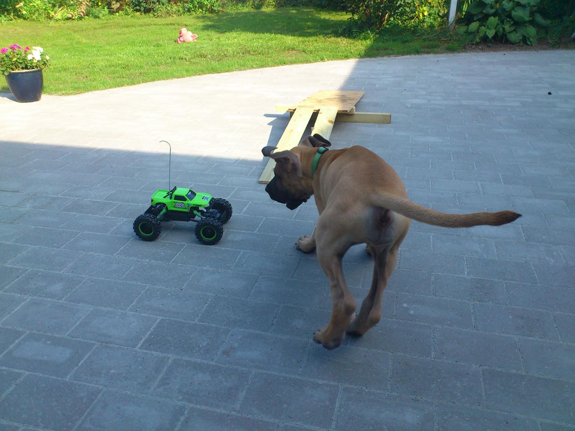 Grand danois The King and I prince Alain  -  Loke - tager kampen op med faarligt "Monster" billede 10