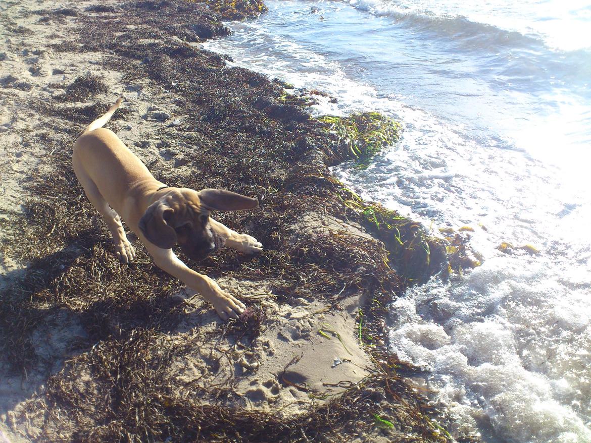 Grand danois The King and I prince Alain  -  Loke - Uuuhh - bryder mig ikke om det våde stads... ;) billede 11