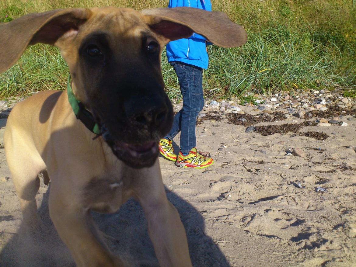 Grand danois The King and I prince Alain  -  Loke - Ville du noget?... billede 12