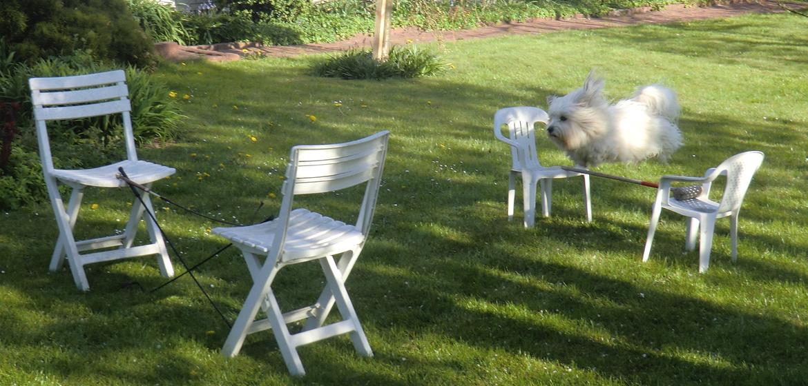 Coton de tulear Ziggy - Se hvor jeg kan springe, men det her det er jo barnemad! billede 6