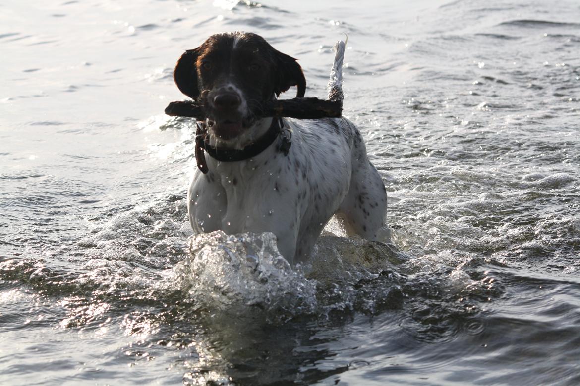 Blanding af racer Sally billede 19