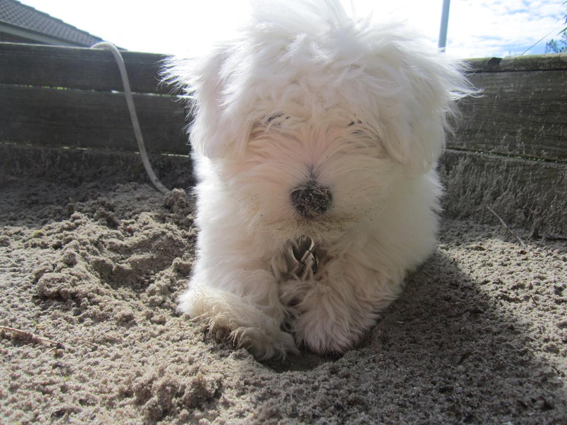 Coton de tulear Charlie - Charlie hygger sig i sandkassen ;-) billede 12