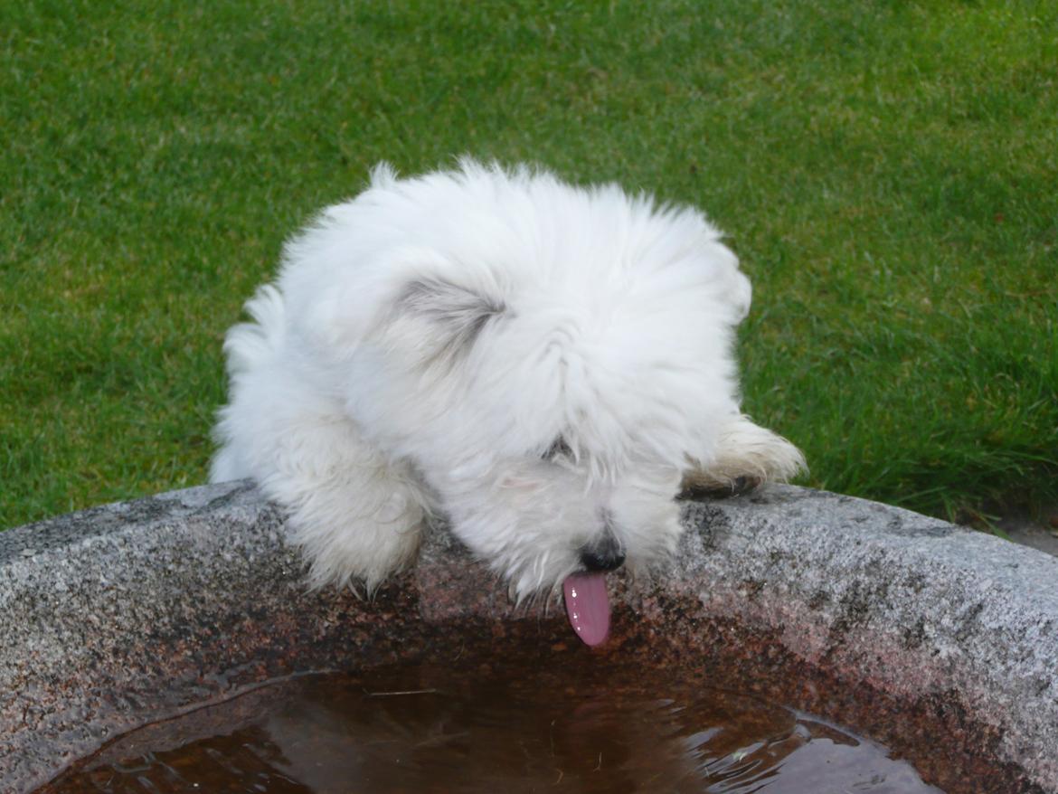 Coton de tulear Charlie - Man har vel lov til at være tørstig :O) billede 13
