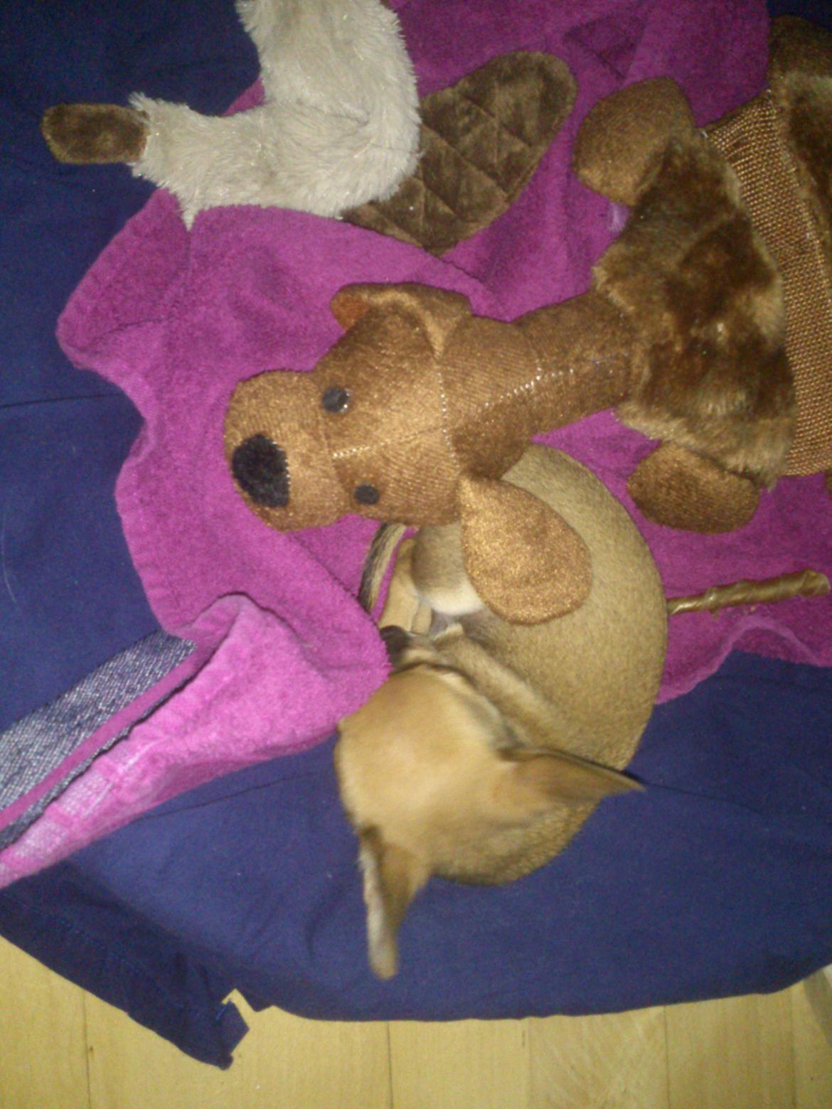 Blanding af racer Pluto billede 12