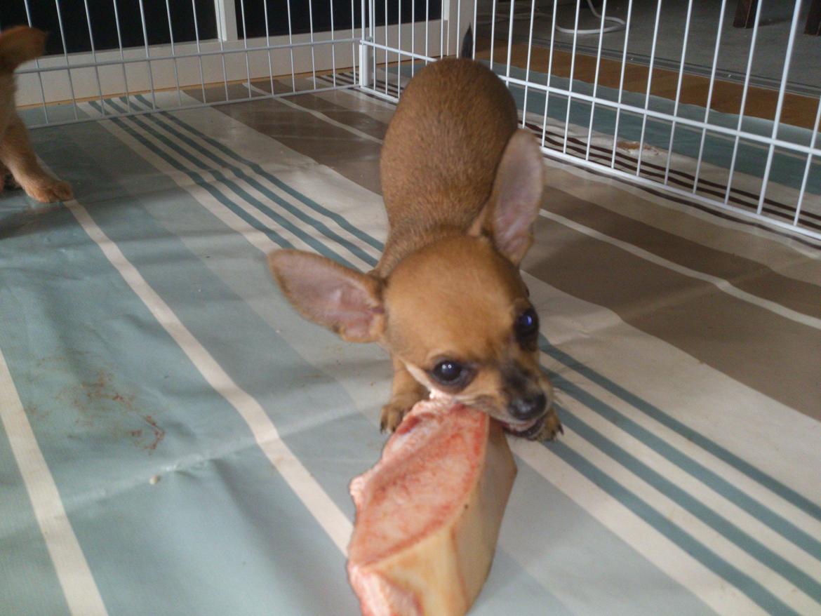 Blanding af racer Pluto billede 10