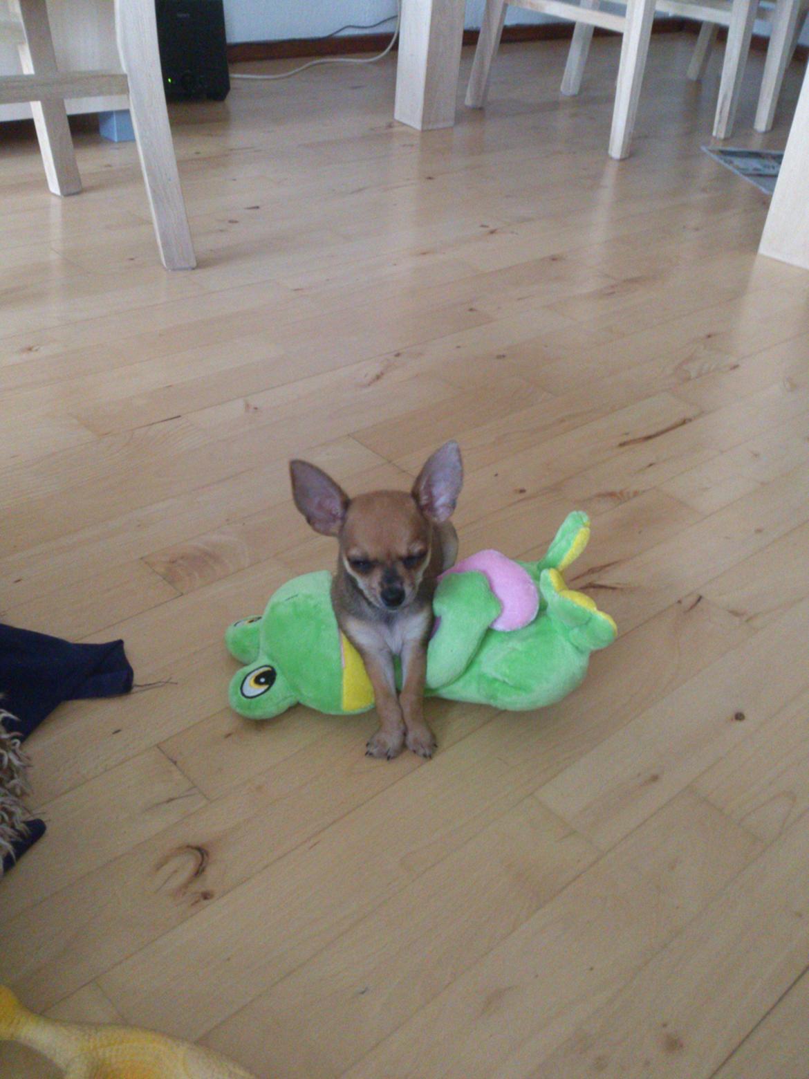 Blanding af racer Pluto billede 9