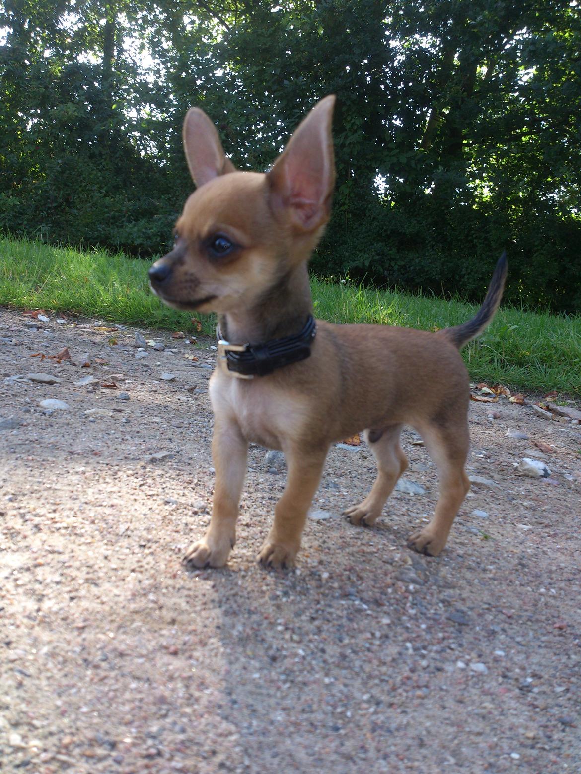 Blanding af racer Pluto billede 7