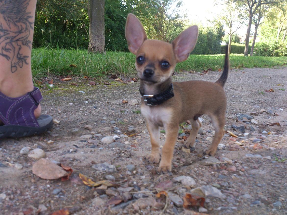 Blanding af racer Pluto billede 6