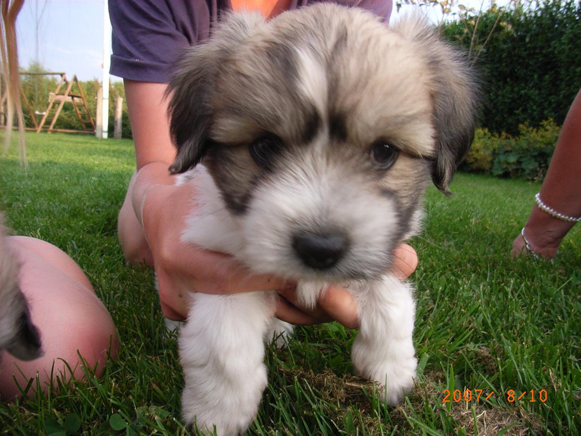 Coton de tulear Ziggy billede 9