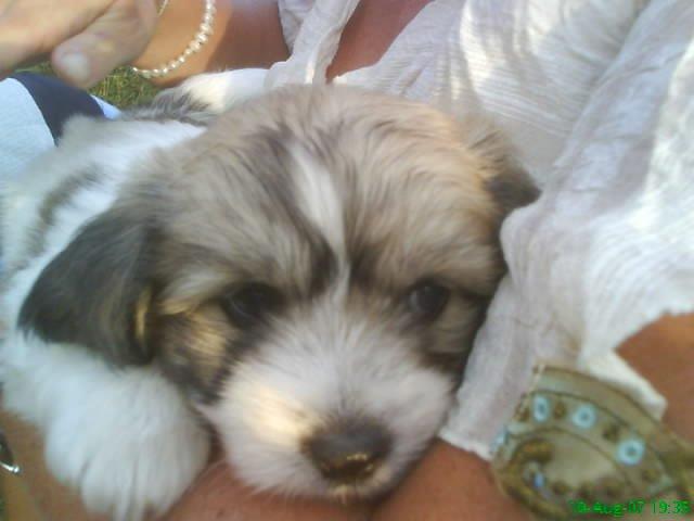 Coton de tulear Ziggy billede 5