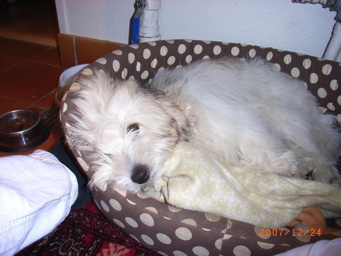 Coton de tulear Ziggy billede 10