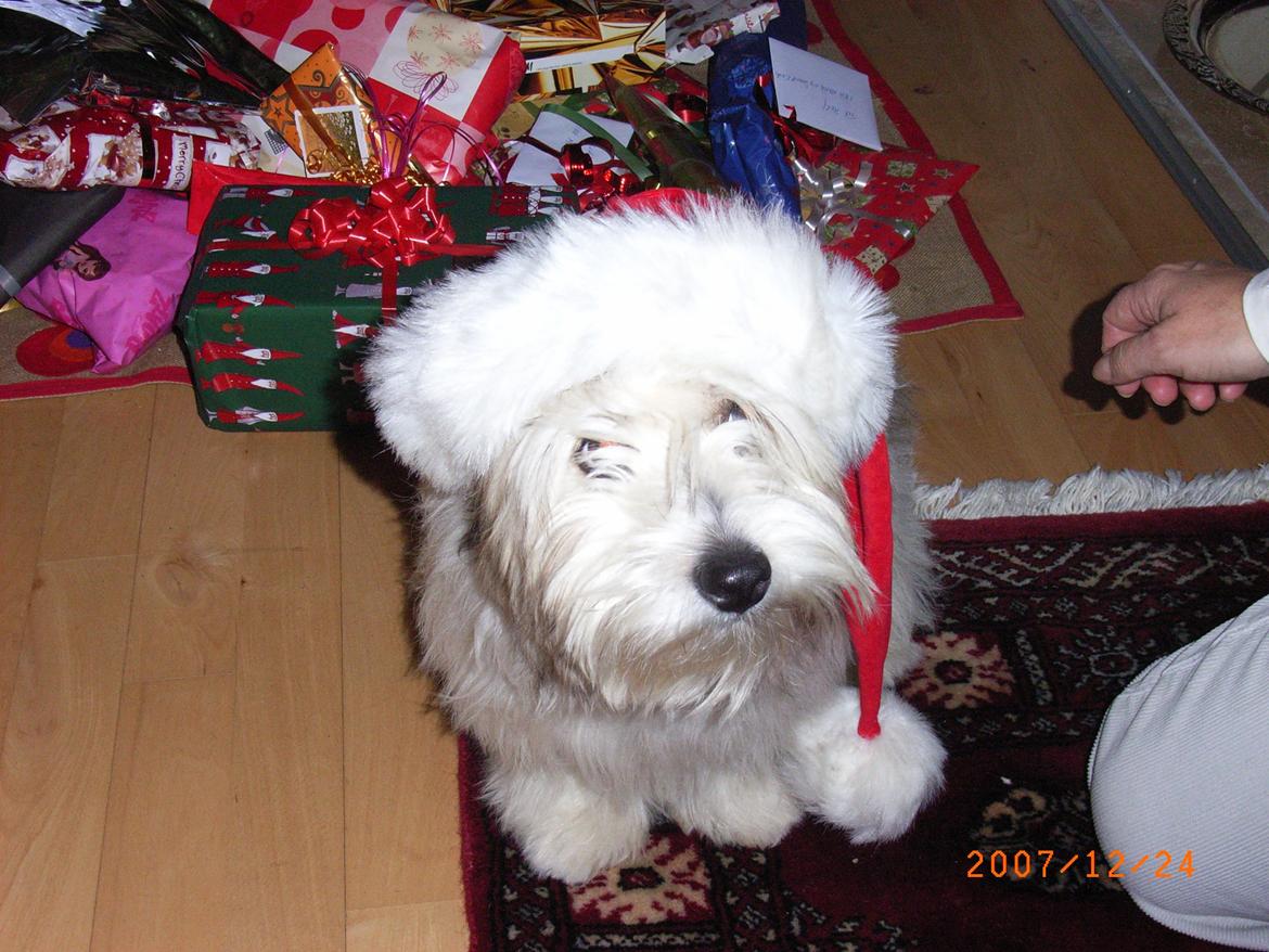 Coton de tulear Ziggy billede 11