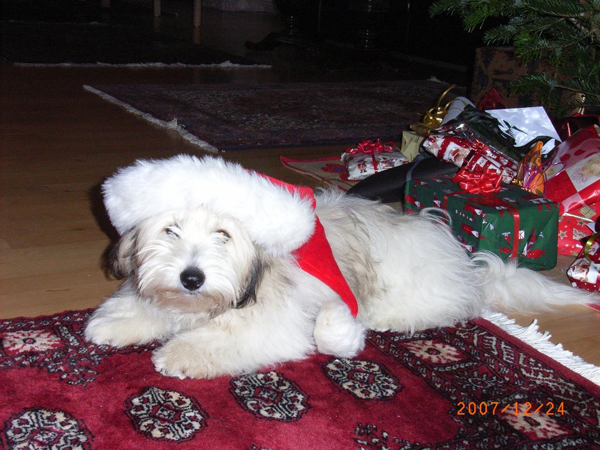 Coton de tulear Ziggy billede 1