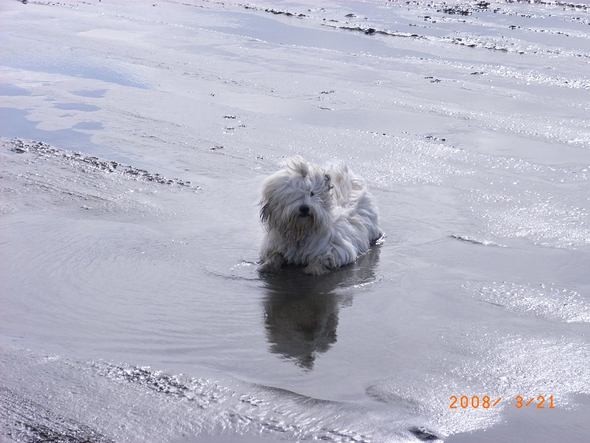Coton de tulear Ziggy billede 12