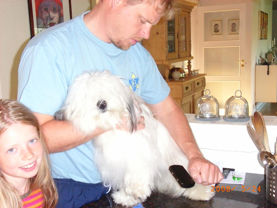 Coton de tulear Ziggy billede 13
