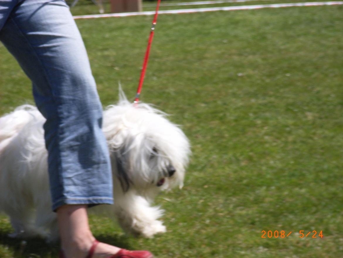 Coton de tulear Ziggy billede 14