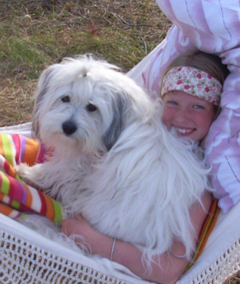 Coton de tulear Ziggy billede 2