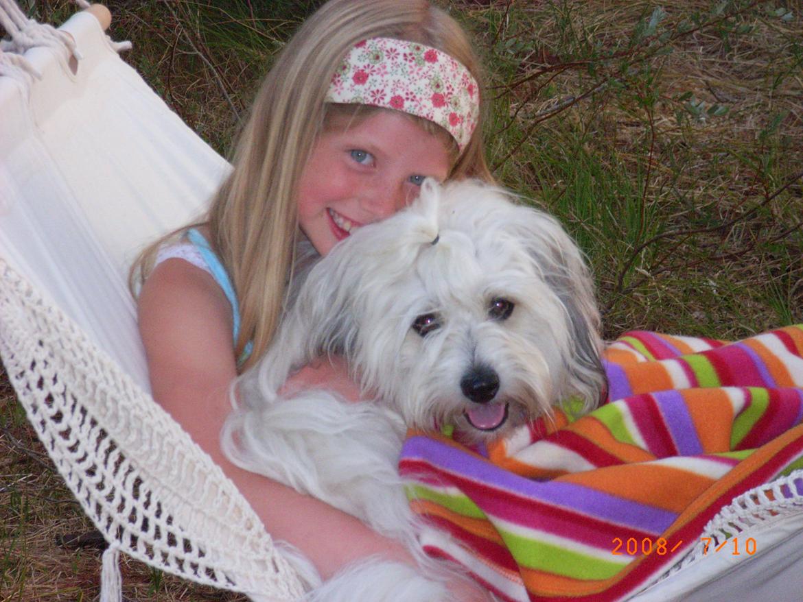 Coton de tulear Ziggy billede 15