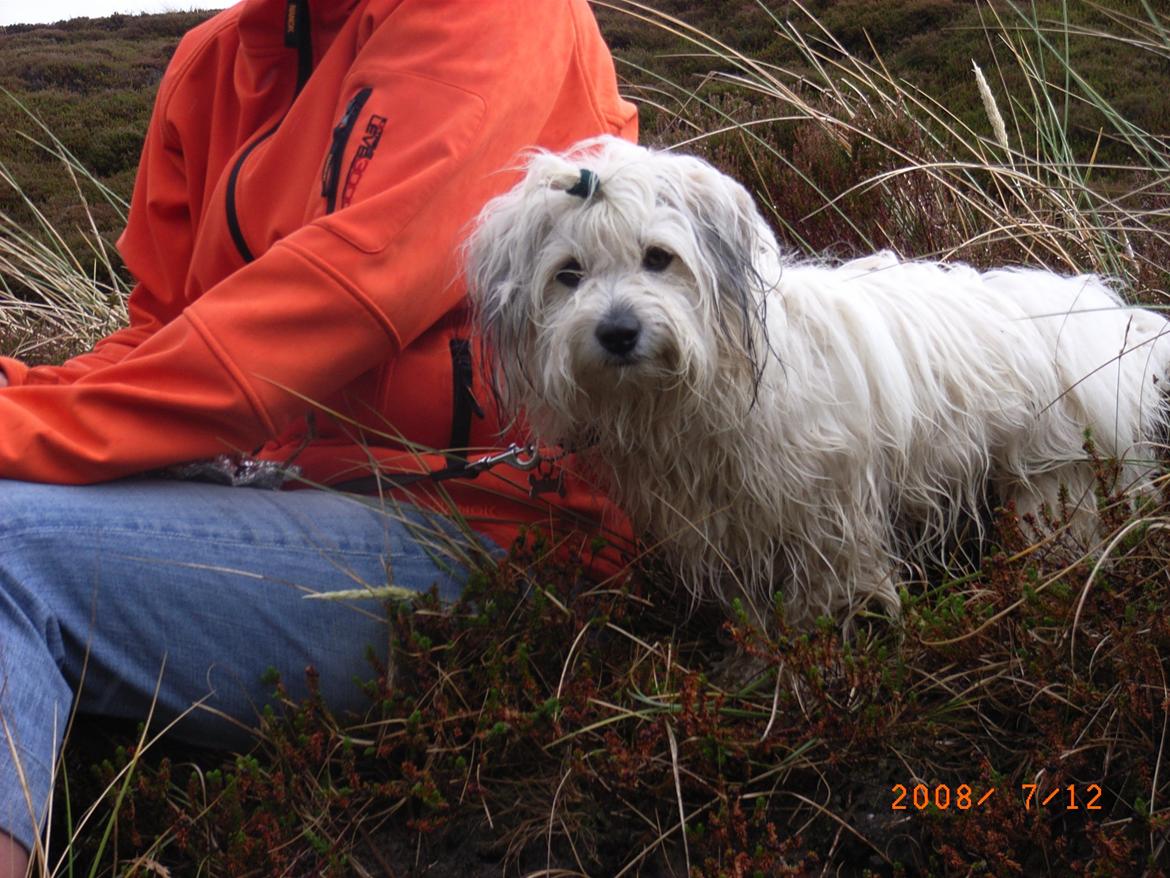 Coton de tulear Ziggy billede 16