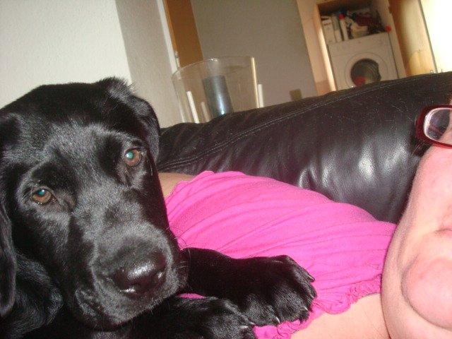 Blanding af racer Kenzo billede 9