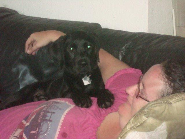 Blanding af racer Kenzo billede 10