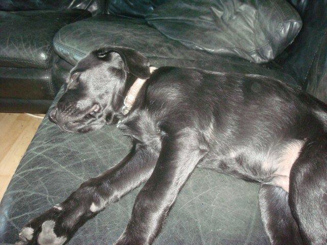 Blanding af racer Kenzo billede 11