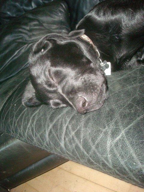 Blanding af racer Kenzo billede 12